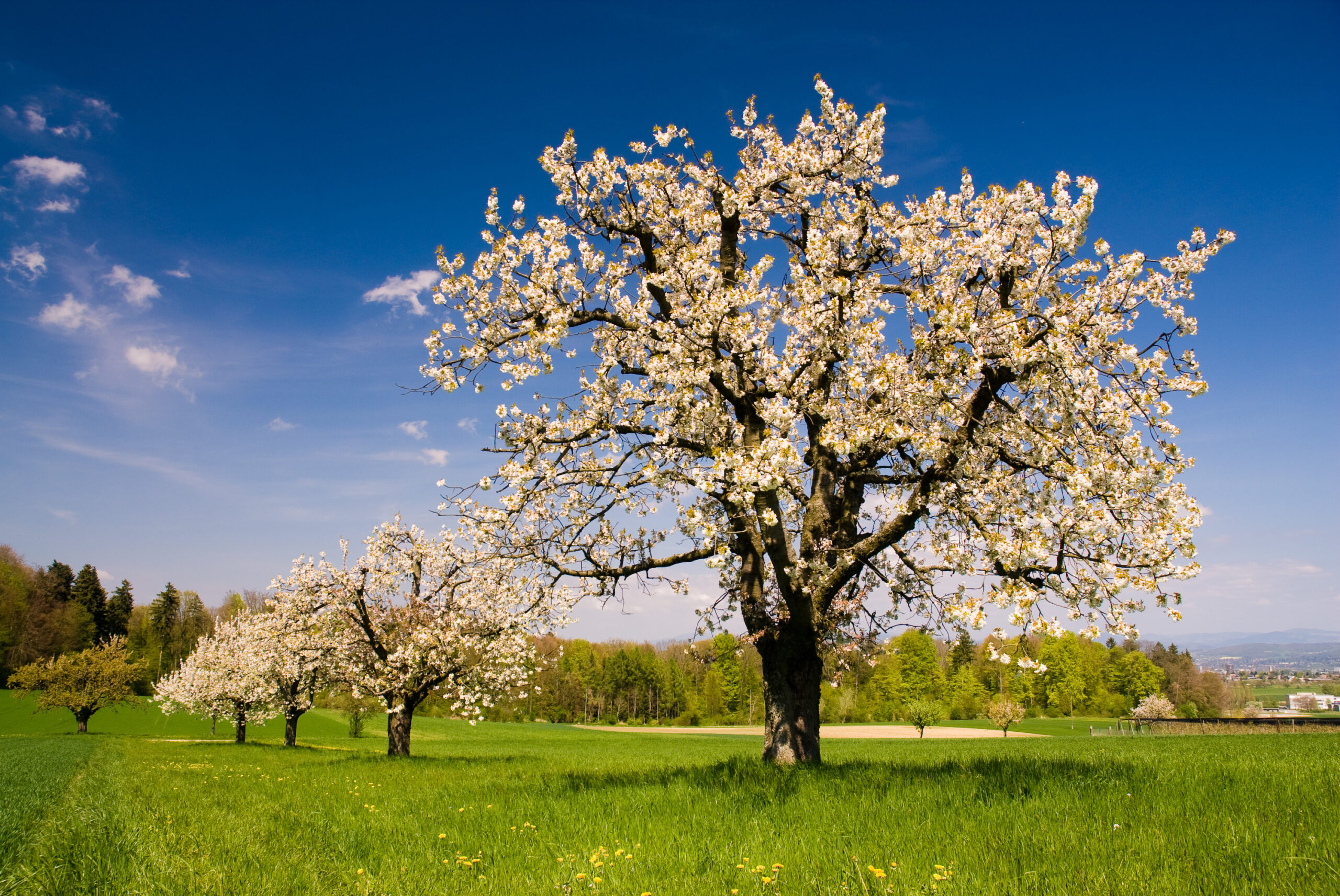 Market Commentary April 28, 2025